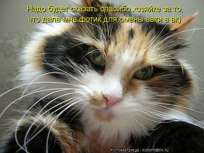 Котоматрица: Надо будет сказать спасибо хозяйке за то, что дала мне фотик для смены авки в вк)