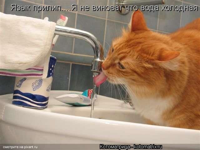 Котоматрица: Язык прилип....Я не виноват что вода холодная