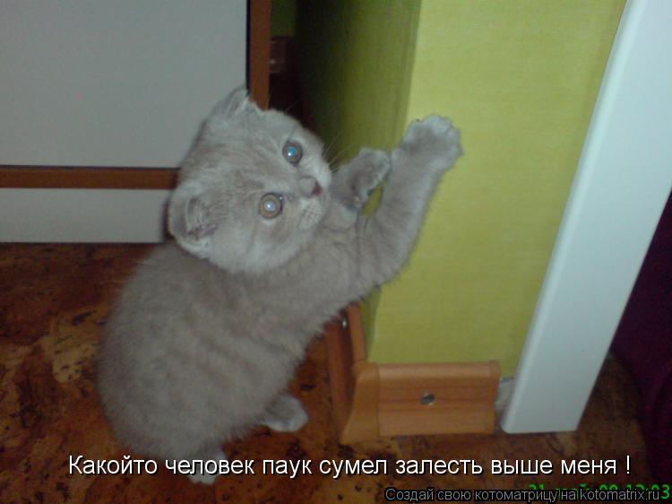 Котоматрица: Какойто человек паук сумел залесть выше меня !