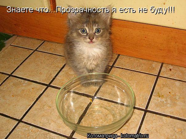 Котоматрица: Знаете что...Прозрачность я есть не буду!!!
