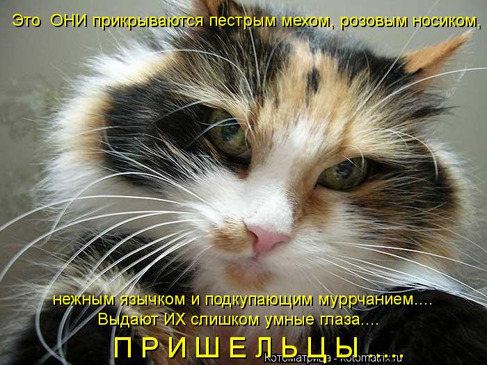 Котоматрица: Это  ОНИ прикрываются пестрым мехом, розовым носиком, нежным язычком и подкупающим муррчанием.... Выдают ИХ слишком умные глаза.... П Р И Ш Е Л 