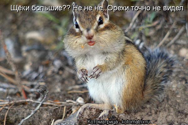 Котоматрица: Щёки большие?? Не не не..Орехи точно не видел