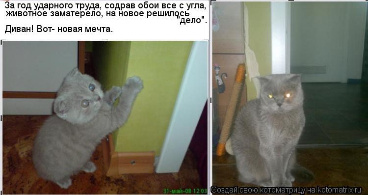 Котоматрица: животное заматерело, на новое решилось "дело". Диван! Вот- новая мечта. За год ударного труда, содрав обои все с угла,
