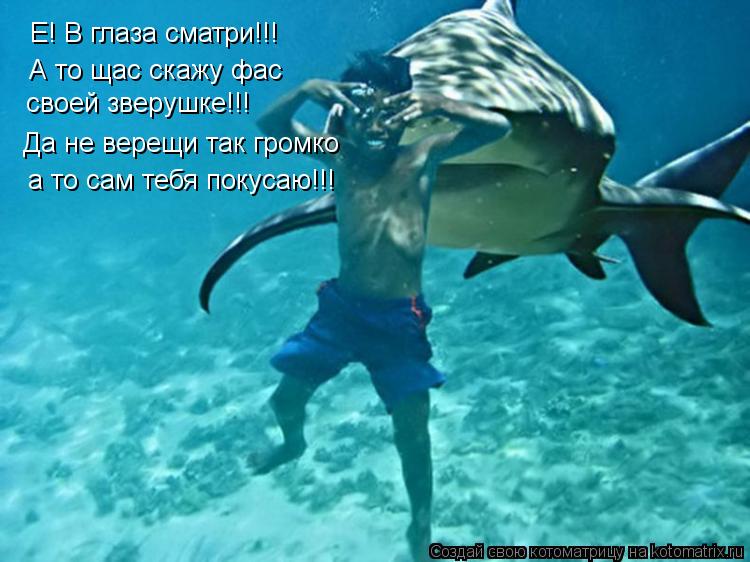 Котоматрица: Е! В глаза сматри!!! А то щас скажу фас своей зверушке!!! Да не верещи так громко а то сам тебя покусаю!!!