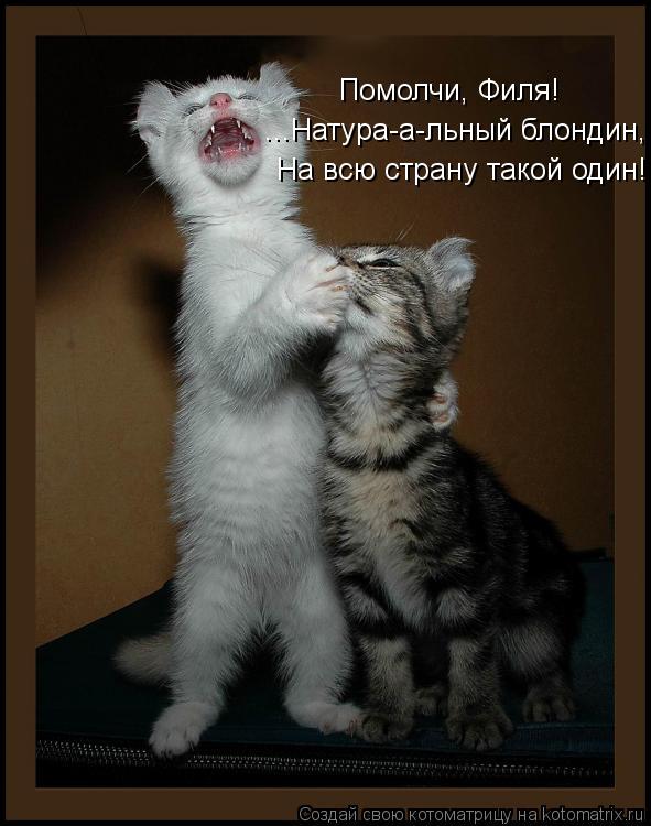 Котоматрица: ...Натура-а-льный блондин, На всю страну такой один! Помолчи, Филя!