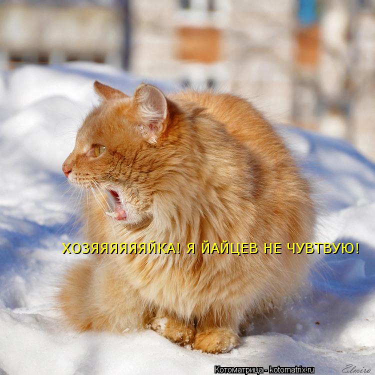 Котоматрица: ХОЗЯЯЯЯЯЯЙКА! Я ЙАЙЦЕВ НЕ ЧУВТВУЮ!