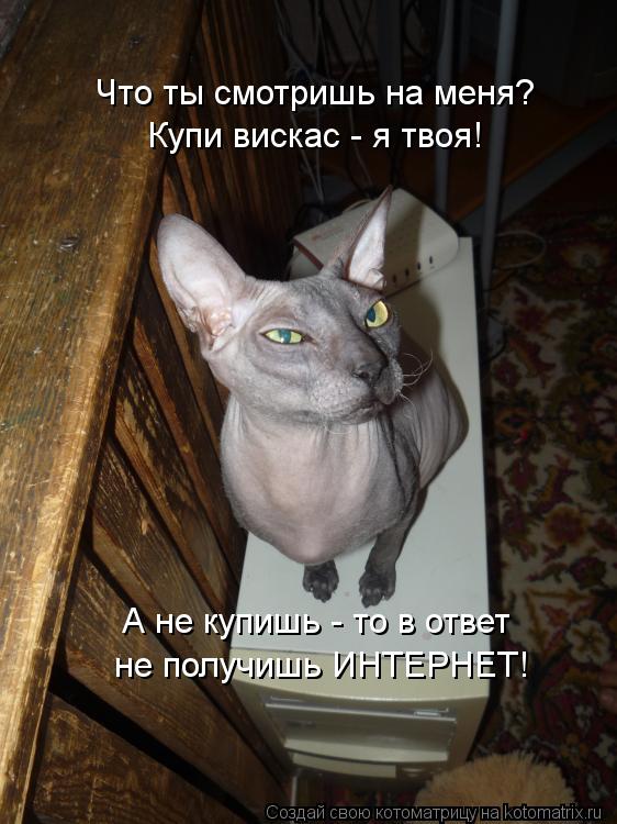 Котоматрица: Что ты смотришь на меня? Купи вискас - я твоя! А не купишь - то в ответ  не получишь ИНТЕРНЕТ!