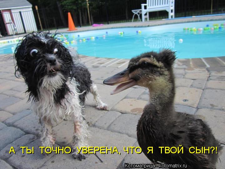 Котоматрица: А  ТЫ  ТОЧНО  УВЕРЕНА, ЧТО  Я  ТВОЙ  СЫН?!