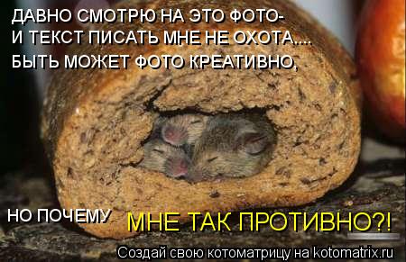 Котоматрица: ДАВНО СМОТРЮ НА ЭТО ФОТО- И ТЕКСТ ПИСАТЬ МНЕ НЕ ОХОТА.... БЫТЬ МОЖЕТ ФОТО КРЕАТИВНО, НО ПОЧЕМУ  МНЕ ТАК ПРОТИВНО?!