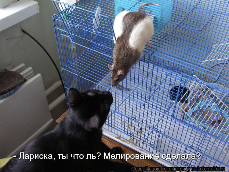 Котоматрица: - Лариска, ты что ль? Мелирование сделала?