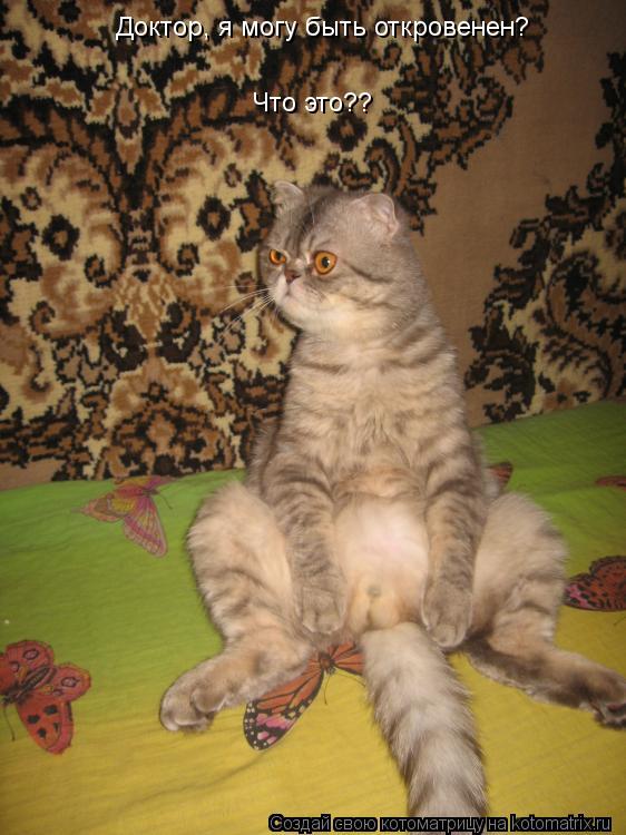 Котоматрица: Доктор, я могу быть откровенен? Что это??