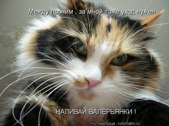 Котоматрица: Между прочим , за мной тоже уход нужен НАЛИВАЙ ВАЛЕРЬЯНКИ !