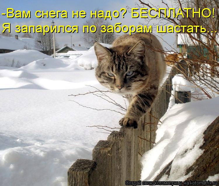 Котоматрица: -Вам снега не надо? БЕСПЛАТНО! Я запарился по заборам шастать...