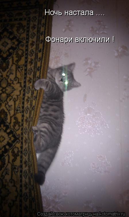 Котоматрица: Ночь настала .... Фонари включили !