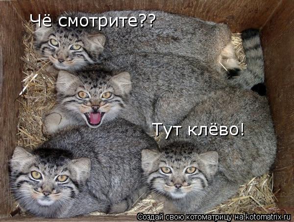 Котоматрица: Чё смотрите?? Тут клёво!