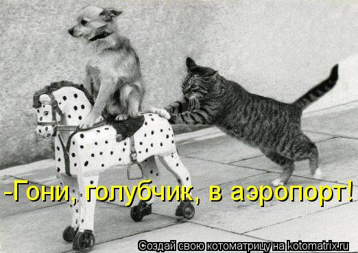 Котоматрица: -Гони, голубчик, в аэропорт!