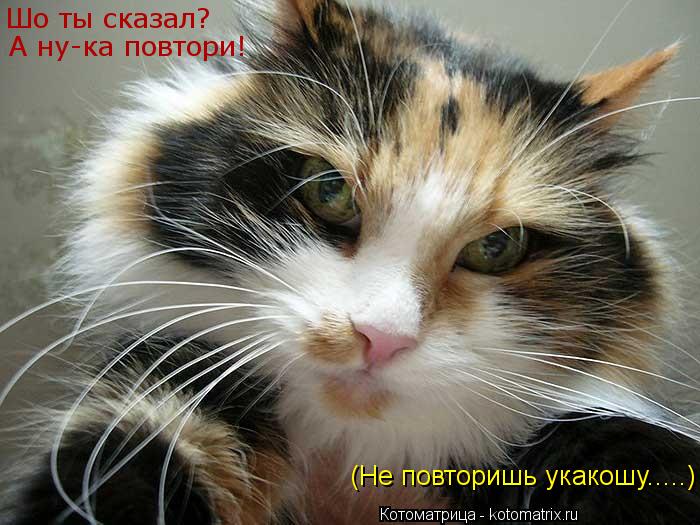 Котоматрица: Шо ты сказал? А ну-ка повтори! (Не повторишь укакошу.....) (Не повторишь укакошу.....)