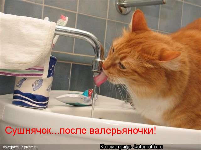 Котоматрица: Сушнячок...после валерьяночки!