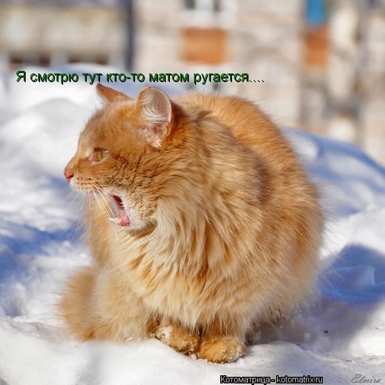Котоматрица: Я смотрю тут кто-то матом ругается....