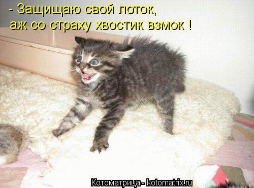 Котоматрица: - Защищаю свой лоток, аж со страху хвостик взмок !