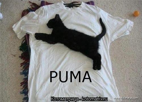 Котоматрица: PUMA