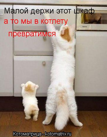 Котоматрица: Малой держи этот шкаф а то мы в котлету   превратимся