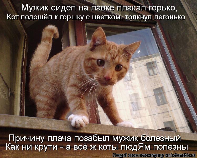 Мужик сидел на лавке плакал горько, Кот подошёл к горшку с цветком, толкнул легонько Причину плача по... Котоматрица: Мужик сидел на лавке плакал горько, Кот подошёл к горшку с цветком, толкнул легонько Причину плача позабыл мужик болезный Как ни крути - а вс