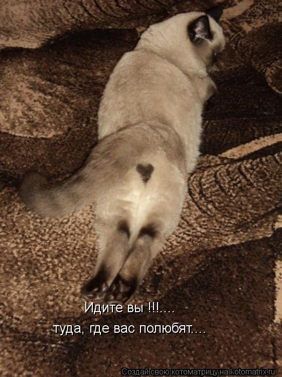 Котоматрица: Идите вы !!!.... туда, где вас полюбят....