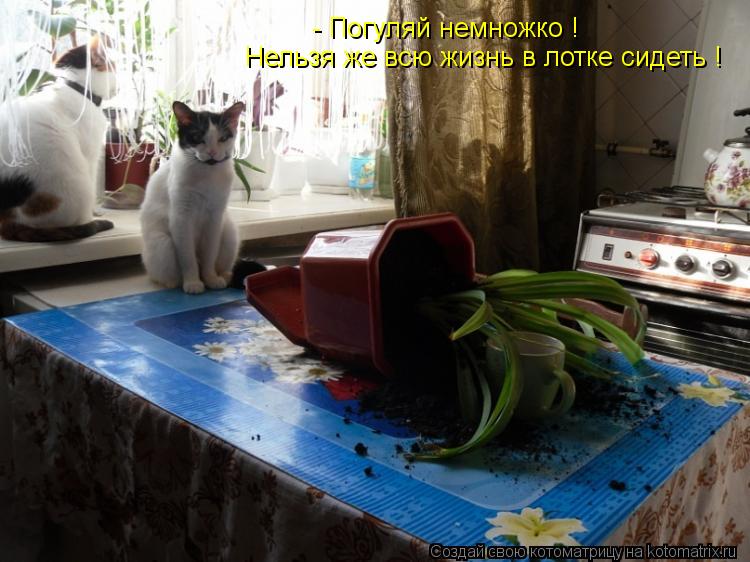 Котоматрица: - Погуляй немножко ! Нельзя же всю жизнь в лотке сидеть !