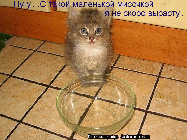 Котоматрица: Ну-у....С такой маленькой мисочкой  я не скоро вырасту...