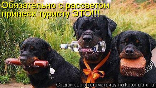Обязательно с рассветом принеси туристу ЭТО!!!... Котоматрица: Обязательно с рассветом принеси туристу ЭТО!!!