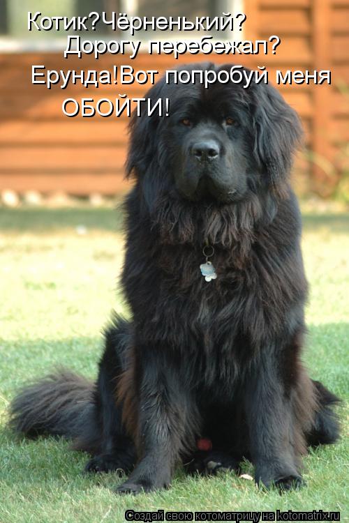 Котик?Чёрненький? Дорогу перебежал? Ерунда!Вот попробуй меня ОБОЙТИ!... Котоматрица: Котик?Чёрненький? Дорогу перебежал? Ерунда!Вот попробуй меня ОБОЙТИ!