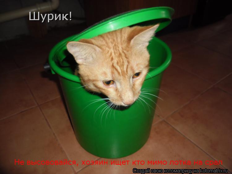 Котоматрица: Шурик!  Не высововайся, хозяин ищет кто мимо лотка на срал