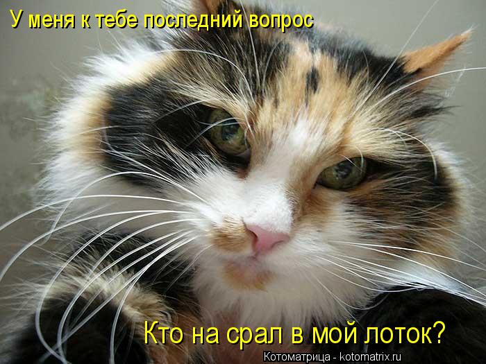 Котоматрица: У меня к тебе последний вопрос Кто на срал в мой лоток?