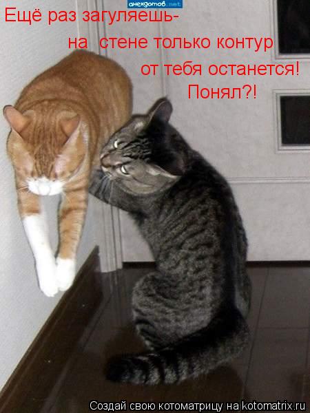Котоматрица: Ещё раз загуляешь- на  стене только контур  от тебя останется! Понял?!