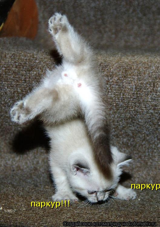 Котоматрица: паркур!!! паркур!!!