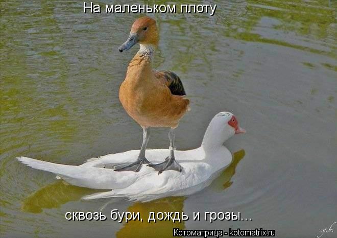 Котоматрица: сквозь бури, дождь и грозы... На маленьком плоту