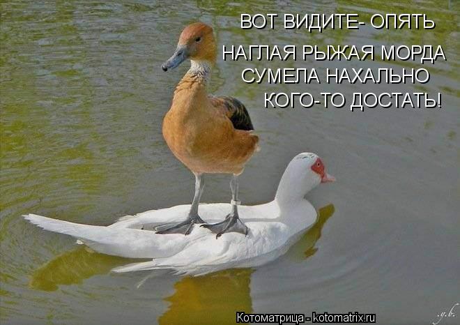 Котоматрица: ВОТ ВИДИТЕ- ОПЯТЬ  НАГЛАЯ РЫЖАЯ МОРДА СУМЕЛА НАХАЛЬНО КОГО-ТО ДОСТАТЬ!