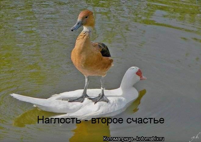 Котоматрица: Наглость - второе счастье