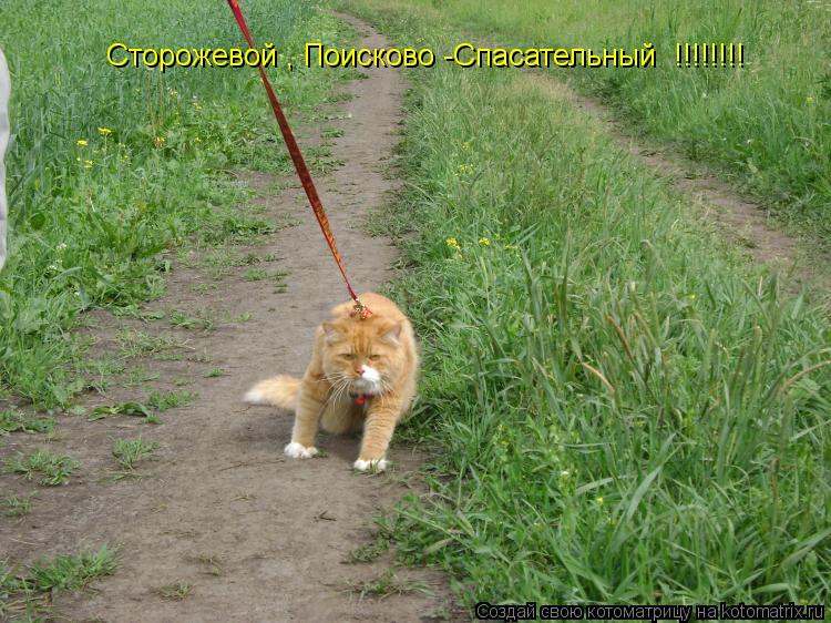 Сторожевой , Поисково -Спасательный !!!!!!!!... Котоматрица: Сторожевой , Поисково -Спасательный !!!!!!!!
