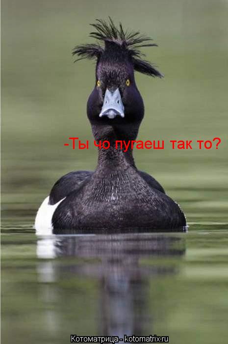 -Ты чо пугаеш так то?... Котоматрица: -Ты чо пугаеш так то?