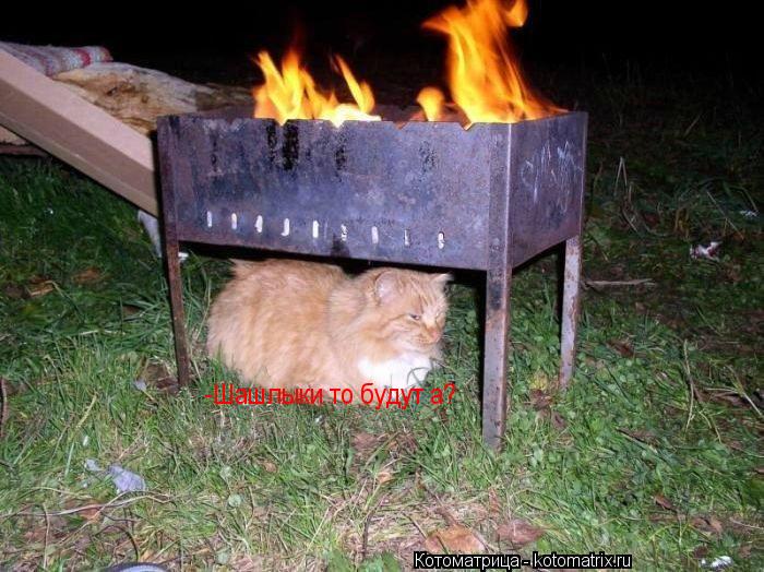 -Шашлыки то будут а?... Котоматрица: -Шашлыки то будут а?