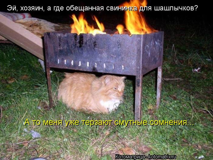 Эй, хозяин, а где обещанная свининка для шашлычков? А то меня уже терзают смутные сомнения...... Котоматрица: Эй, хозяин, а где обещанная свининка для шашлычков? А то меня уже терзают смутные сомнения...