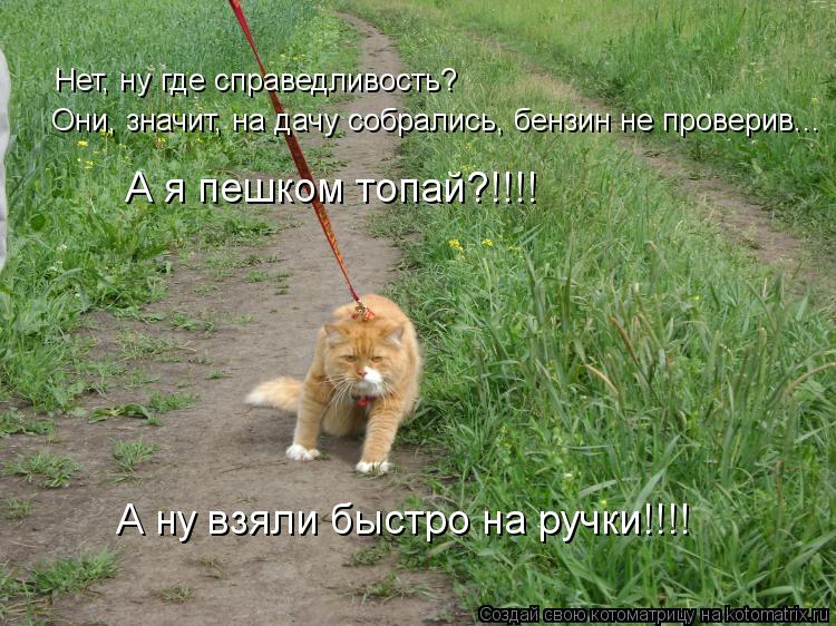 Нет, ну где справедливость? Они, значит, на дачу собрались, бензин не проверив... А я пешком топай?!!... Котоматрица: Нет, ну где справедливость? Они, значит, на дачу собрались, бензин не проверив... А я пешком топай?!!!! А ну взяли быстро на ручки!!!!