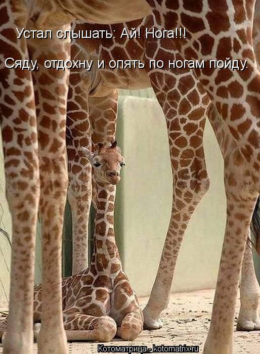 Устал слышать: Ай! Нога!!! Сяду, отдохну и опять по ногам пойду.... Котоматрица: Устал слышать: Ай! Нога!!! Сяду, отдохну и опять по ногам пойду.
