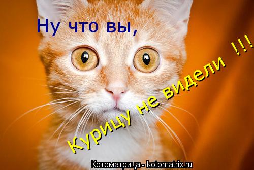 Ну что вы, Курицу не видели !!!... Котоматрица: Ну что вы, Курицу не видели !!!