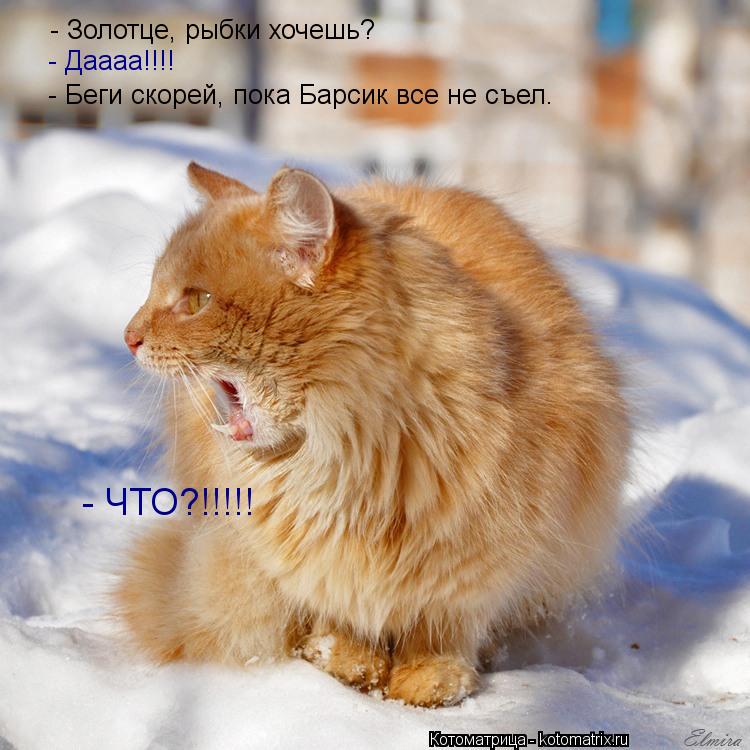 - Золотце, рыбки хочешь? - Даааа!!!! - Беги скорей, пока Барсик все не съел. - ЧТО?!!!!!... Котоматрица: - Золотце, рыбки хочешь? - Даааа!!!! - Беги скорей, пока Барсик все не съел. - ЧТО?!!!!!