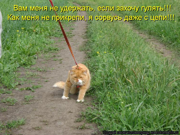 Котоматрица: Вам меня не удержать, если захочу гулять!!! Как меня не прикрепи, я сорвусь даже с цепи!!!