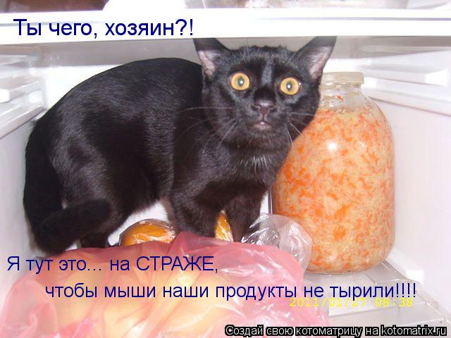 чтобы мыши наши продукты не тырили!!!! Я тут это... на СТРАЖЕ, Ты чего, хозяин?!... Котоматрица: чтобы мыши наши продукты не тырили!!!! Я тут это... на СТРАЖЕ, Ты чего, хозяин?!