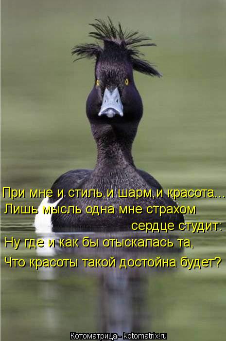 При мне и стиль,и шарм,и красота... Лишь мысль одна мне страхом сердце студит: Ну где и как бы отыск... Котоматрица: При мне и стиль,и шарм,и красота... Лишь мысль одна мне страхом сердце студит: Ну где и как бы отыскалась та, Что красоты такой достойна будет?